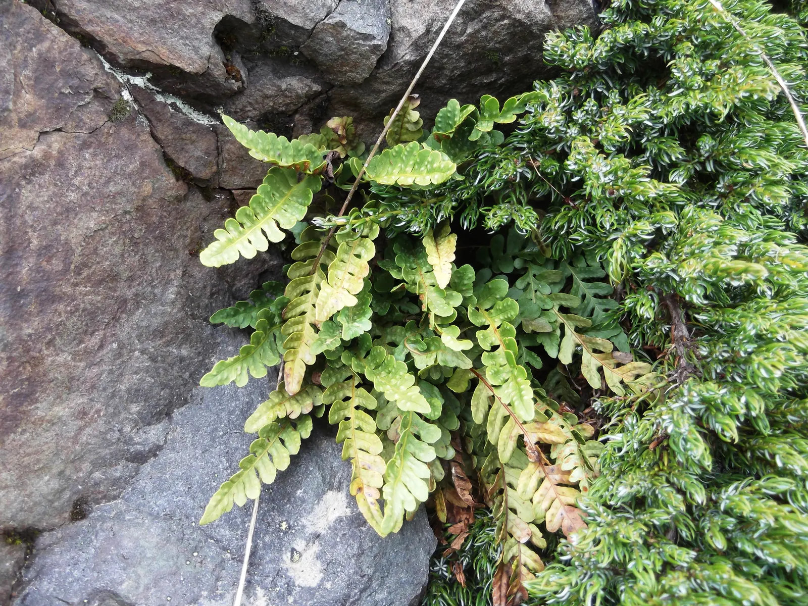 Leathery Polypody (Polypodium Scouleri) — Native to coastal regions of the Pacific Northwest