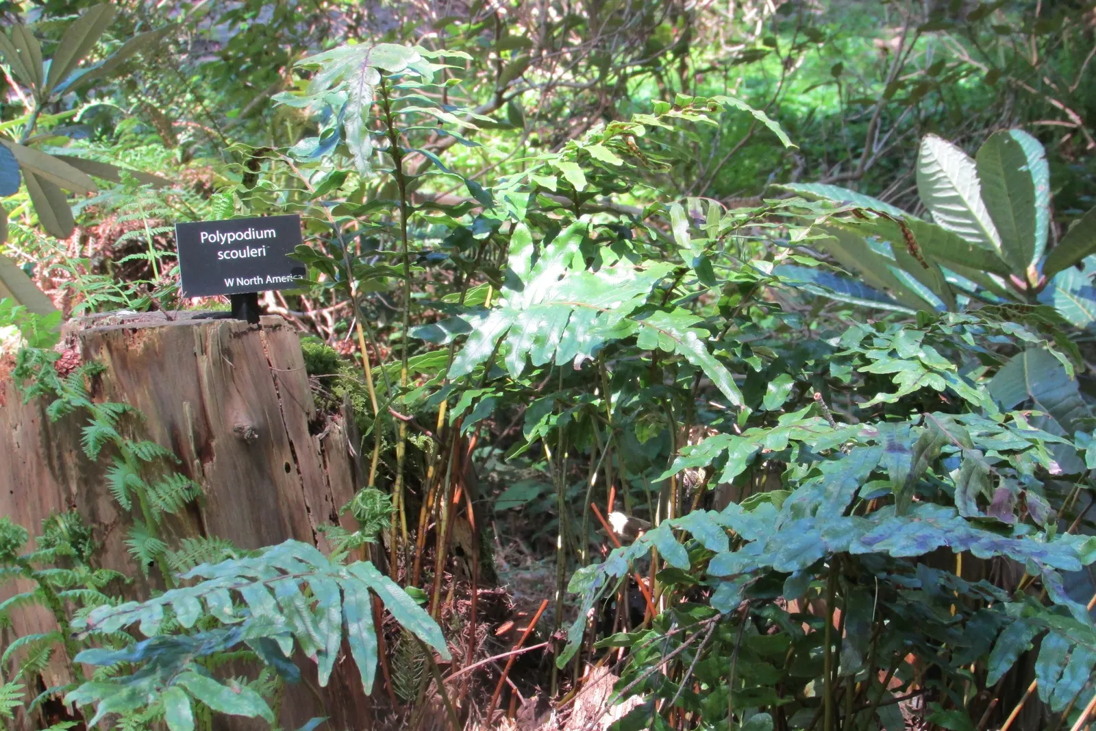 Leathery Polypody (Polypodium Scouleri) — which can be as wide as 2 to 3 feet.<br><br>Rich