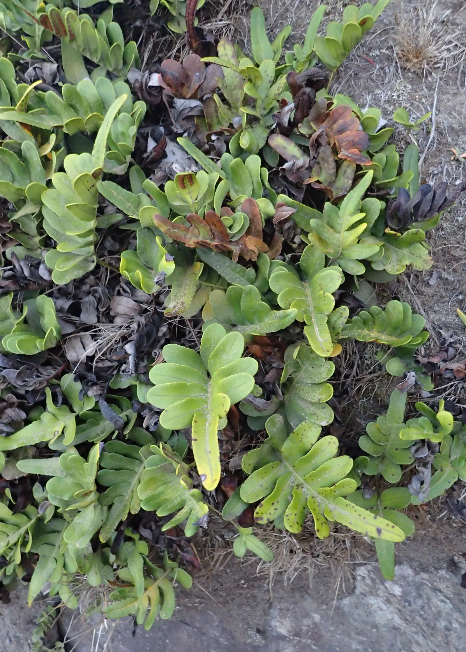 Leathery Polypody (Polypodium Scouleri) — thriving in USDA hardiness zones 7 through 10.<br><br>This particular fern is characterized by its thick