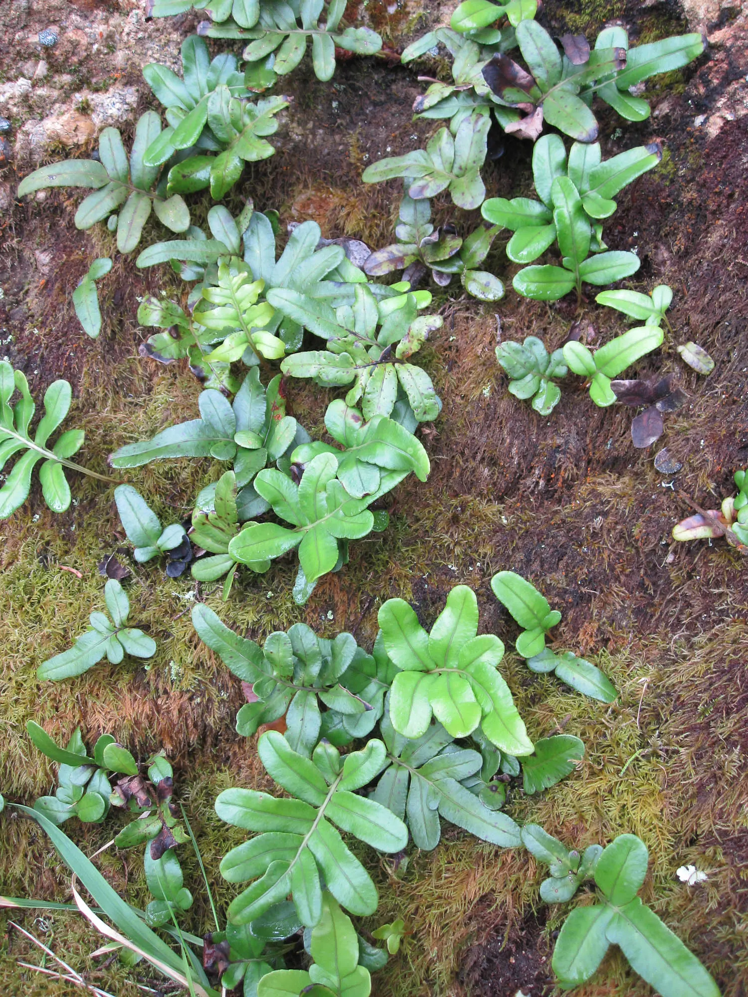 Leathery Polypody (Polypodium Scouleri) — Dark green, strap-shaped fronds can reach lengths of up to 18 inches