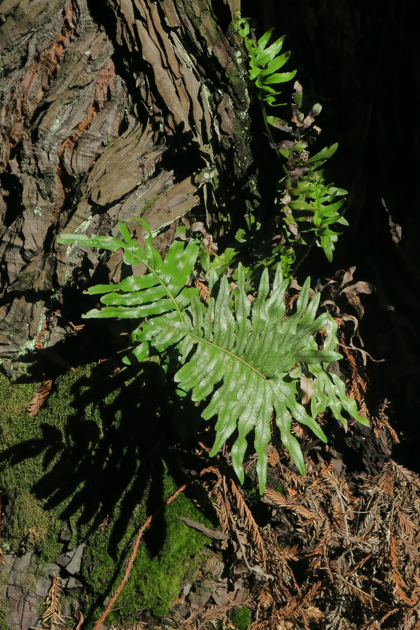 Leathery Polypody (Polypodium Scouleri) — Thrives in USDA zones 7-10, making it ideal for temperate coastal landscapes