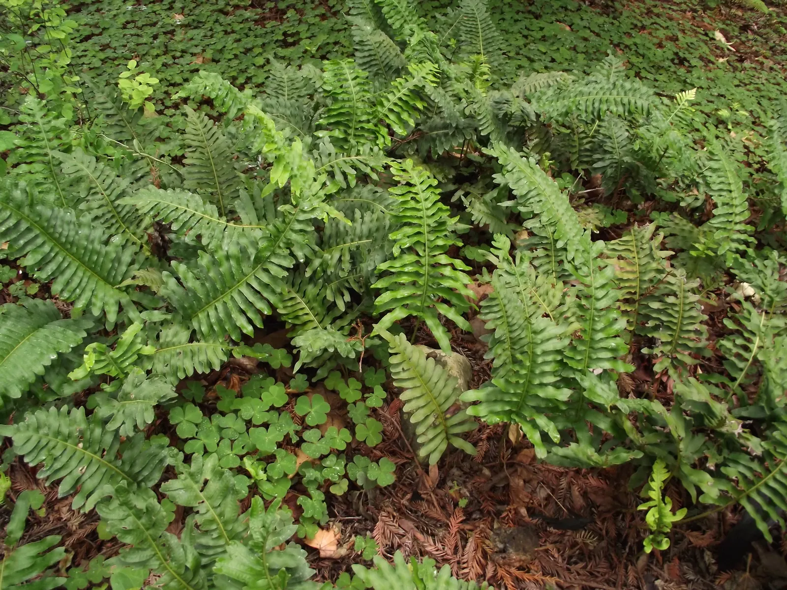 Leathery Polypody (Polypodium Scouleri) — It typically spreads to 2-3 feet and prefers shaded areas with well-drained soil