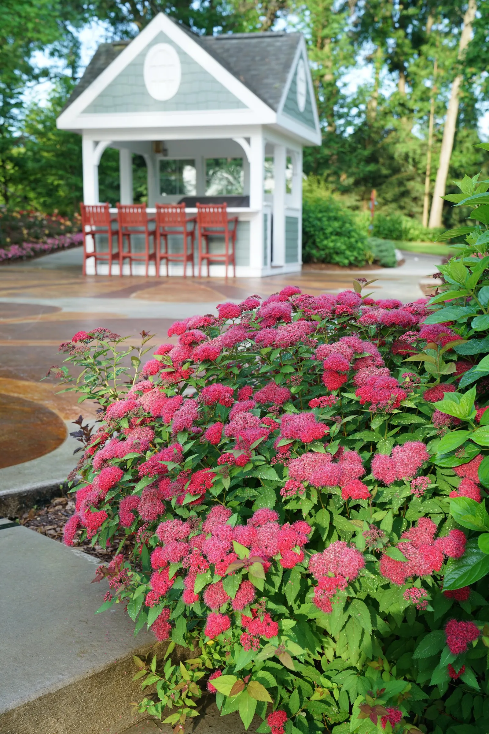 Double Play Doozie® Spirea (Spiraea x) — and vivid red-purple blooms from late spring into fall