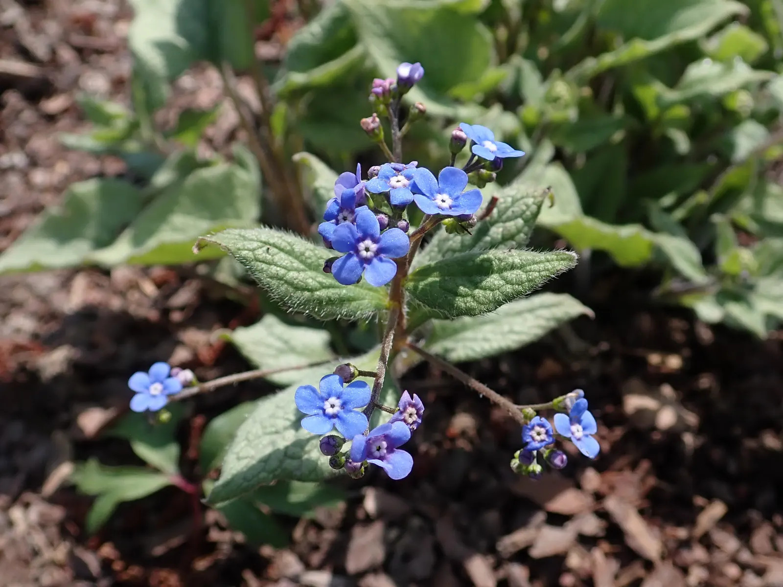 Looking Glass Bugloss (Brunnera 'Looking Glass') — forget-me-not-like flowers