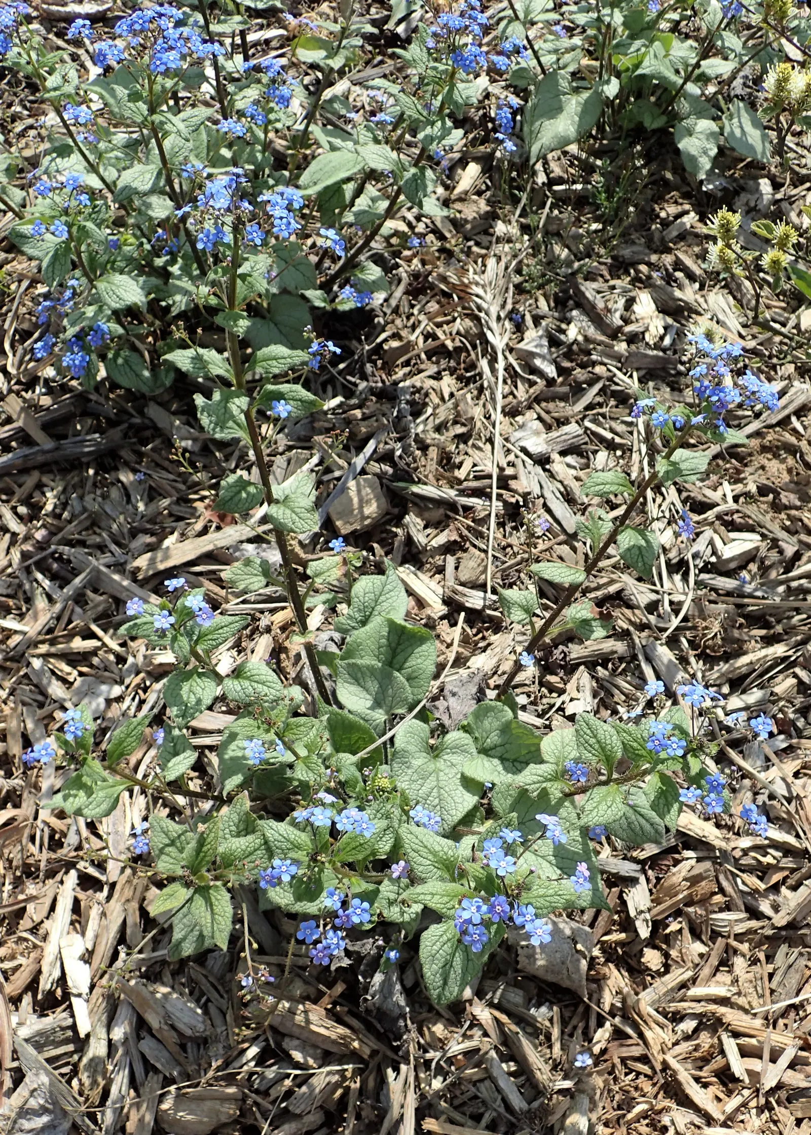 Looking Glass Bugloss (Brunnera 'Looking Glass') — Its heart-shaped leaves create a shimmering underplanting