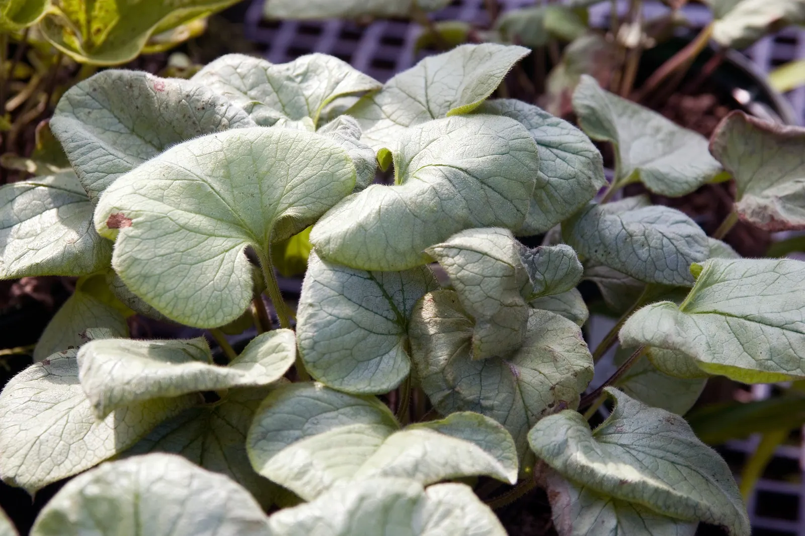 Looking Glass Bugloss (Brunnera 'Looking Glass') — is a perennial favorite in shade gardens