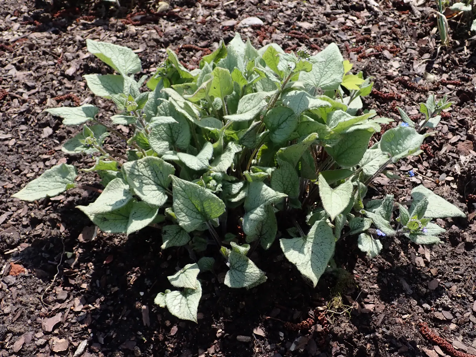 Looking Glass Bugloss (Brunnera 'Looking Glass') — The Silver Siberian Bugloss
