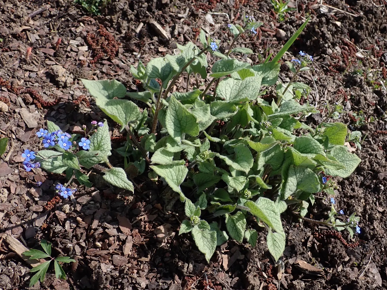 Looking Glass Bugloss (Brunnera 'Looking Glass') — forget-me-not-like blue flowers bloom in spring