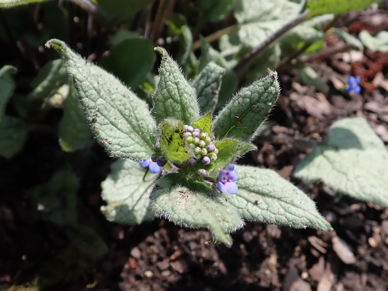 Looking Glass Bugloss (Brunnera 'Looking Glass') — botanically known as Brunnera macrophylla 'Looking Glass'
