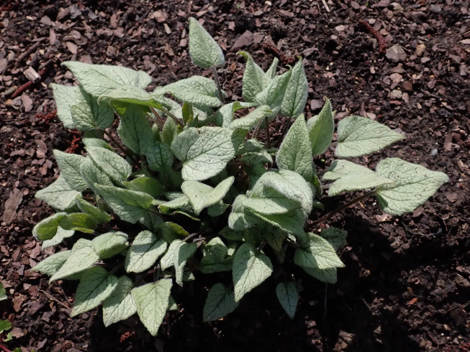 Looking Glass Bugloss (Brunnera 'Looking Glass') — Low maintenance, it is also deer-resistant, making it a practical and enchanting addition to any landscape