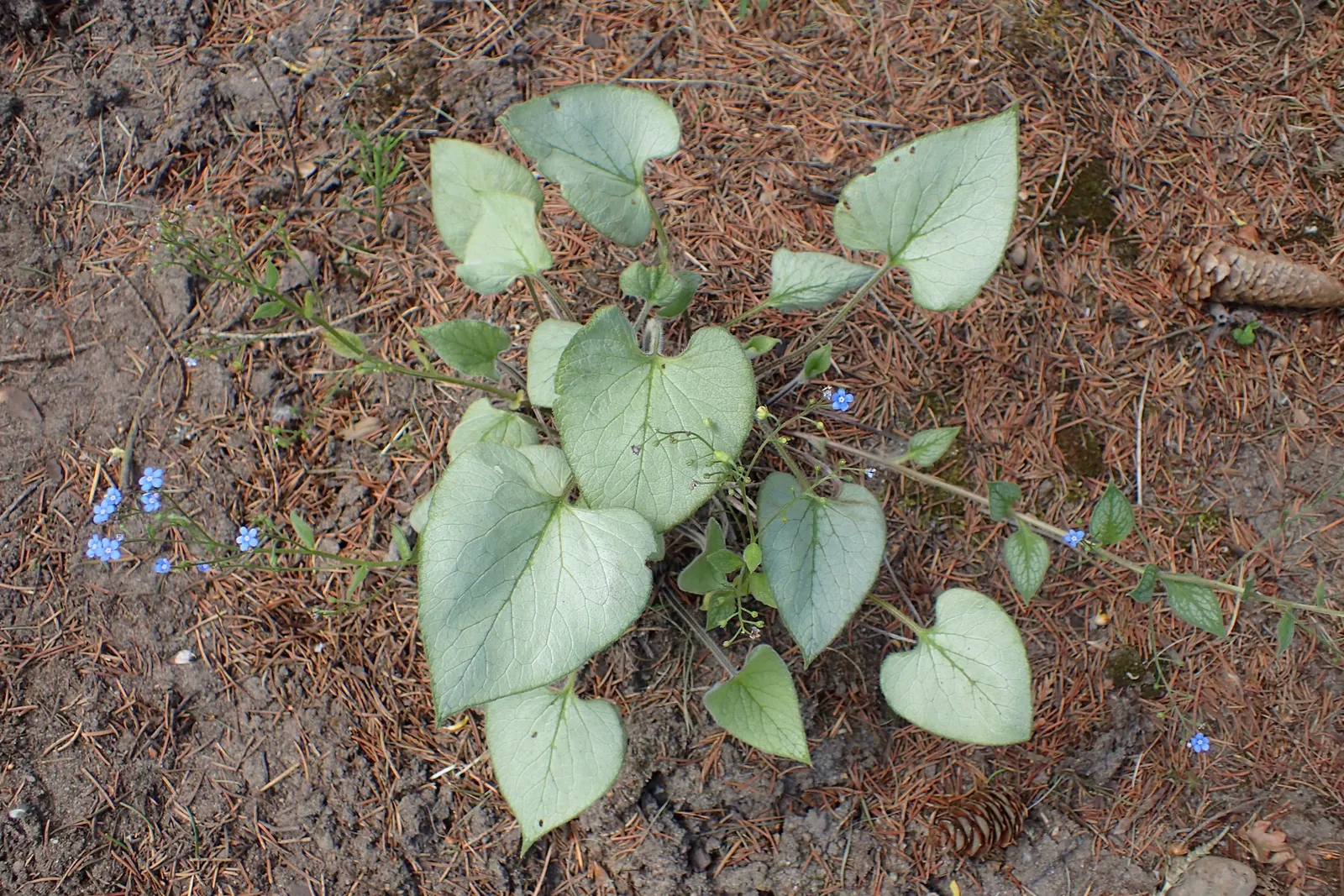 Looking Glass Bugloss (Brunnera 'Looking Glass') — reaching 12-15 inches tall with a spread of 18-24 inches