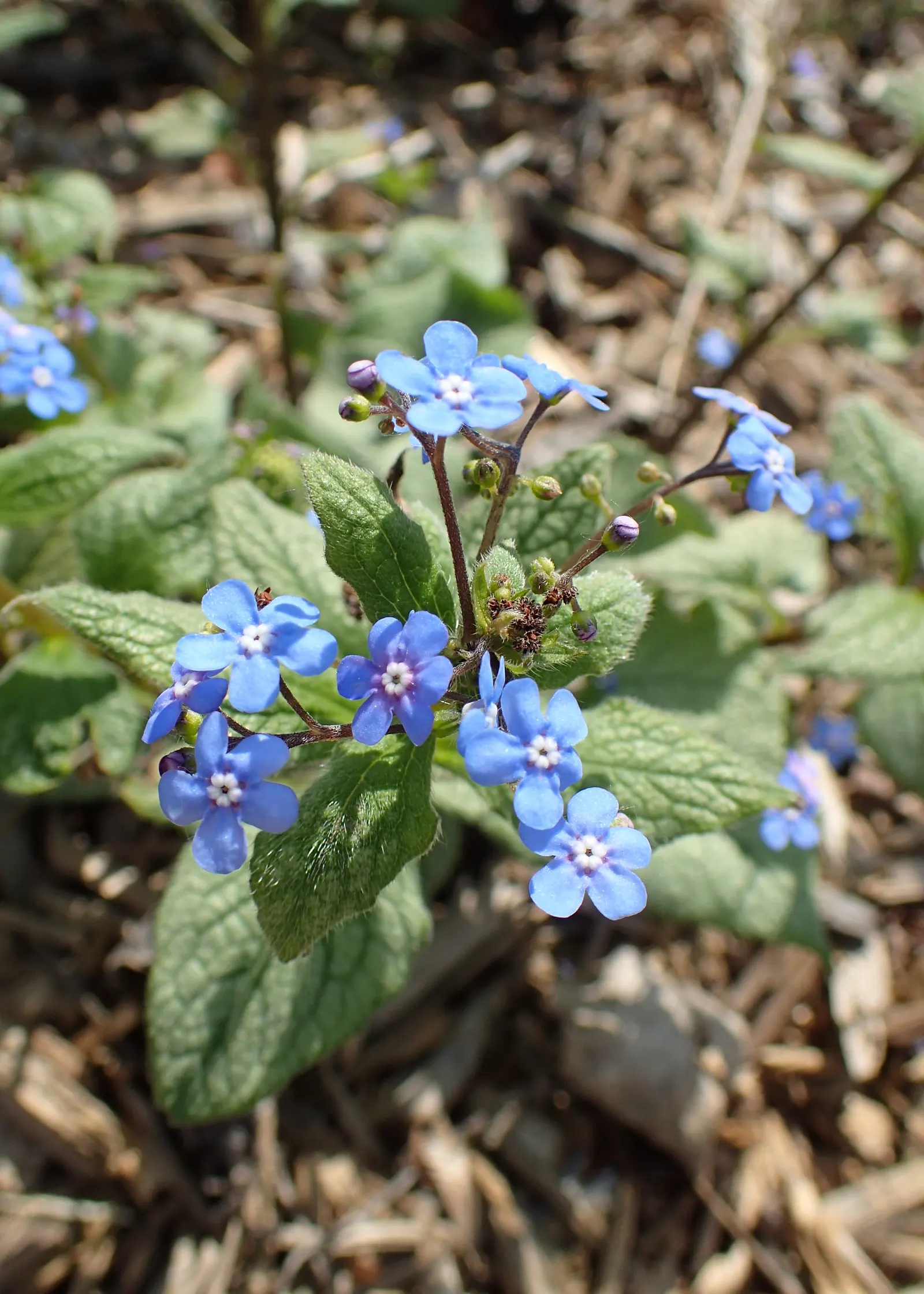 Looking Glass Bugloss (Brunnera 'Looking Glass') — known for its distinctive silvery foliage