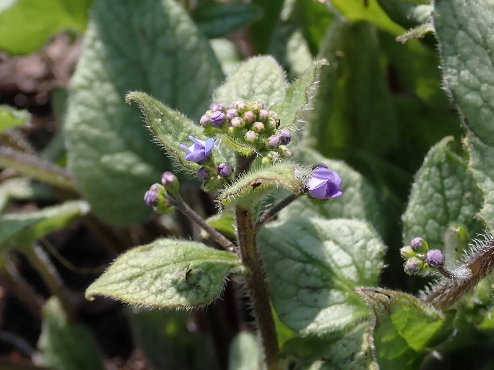 Looking Glass Bugloss (Brunnera 'Looking Glass') — is a captivating perennial that is highly valued for its ornamental foliage and dainty