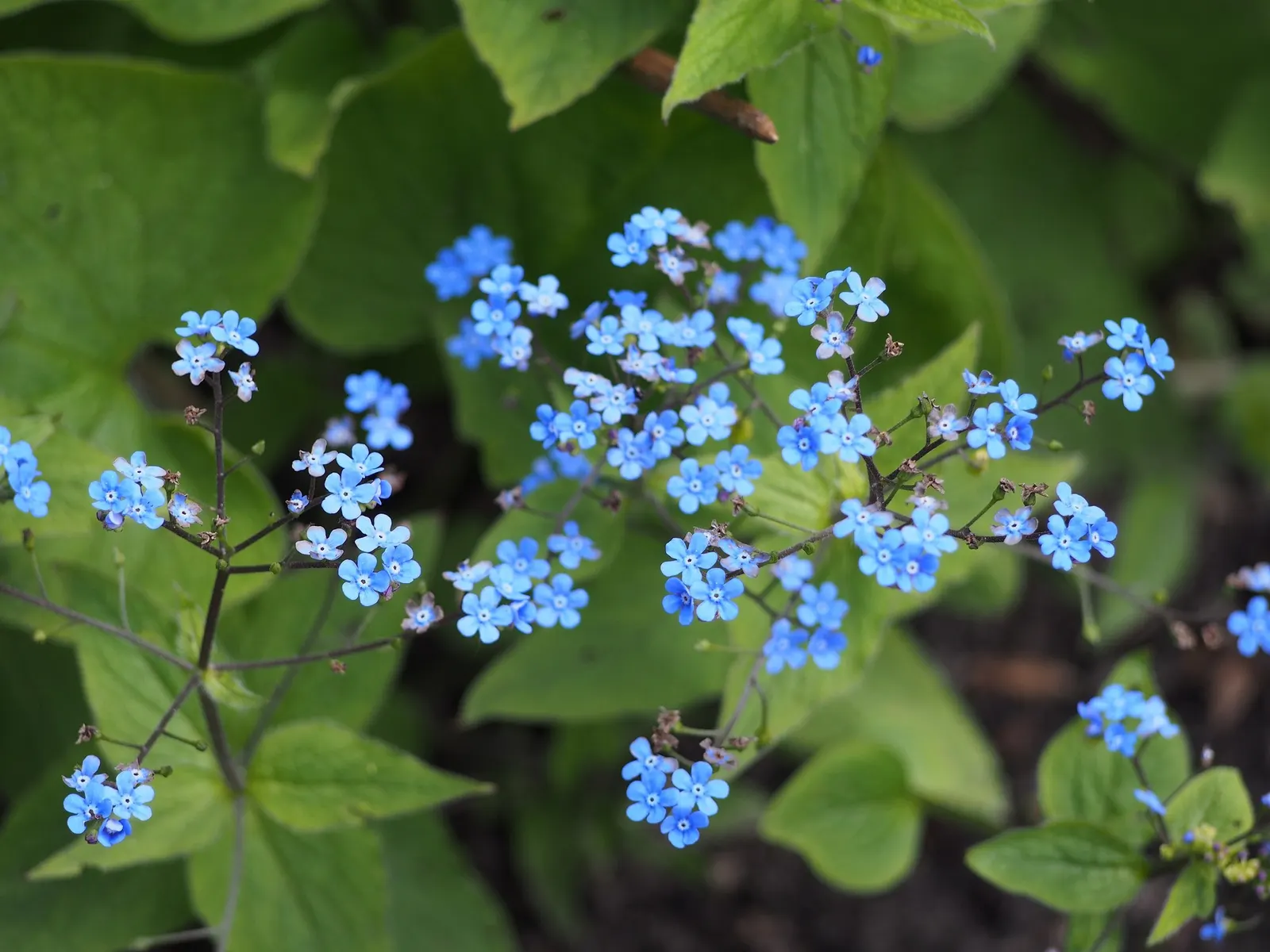 Looking Glass Bugloss (Brunnera 'Looking Glass') — this plant prefers a rich