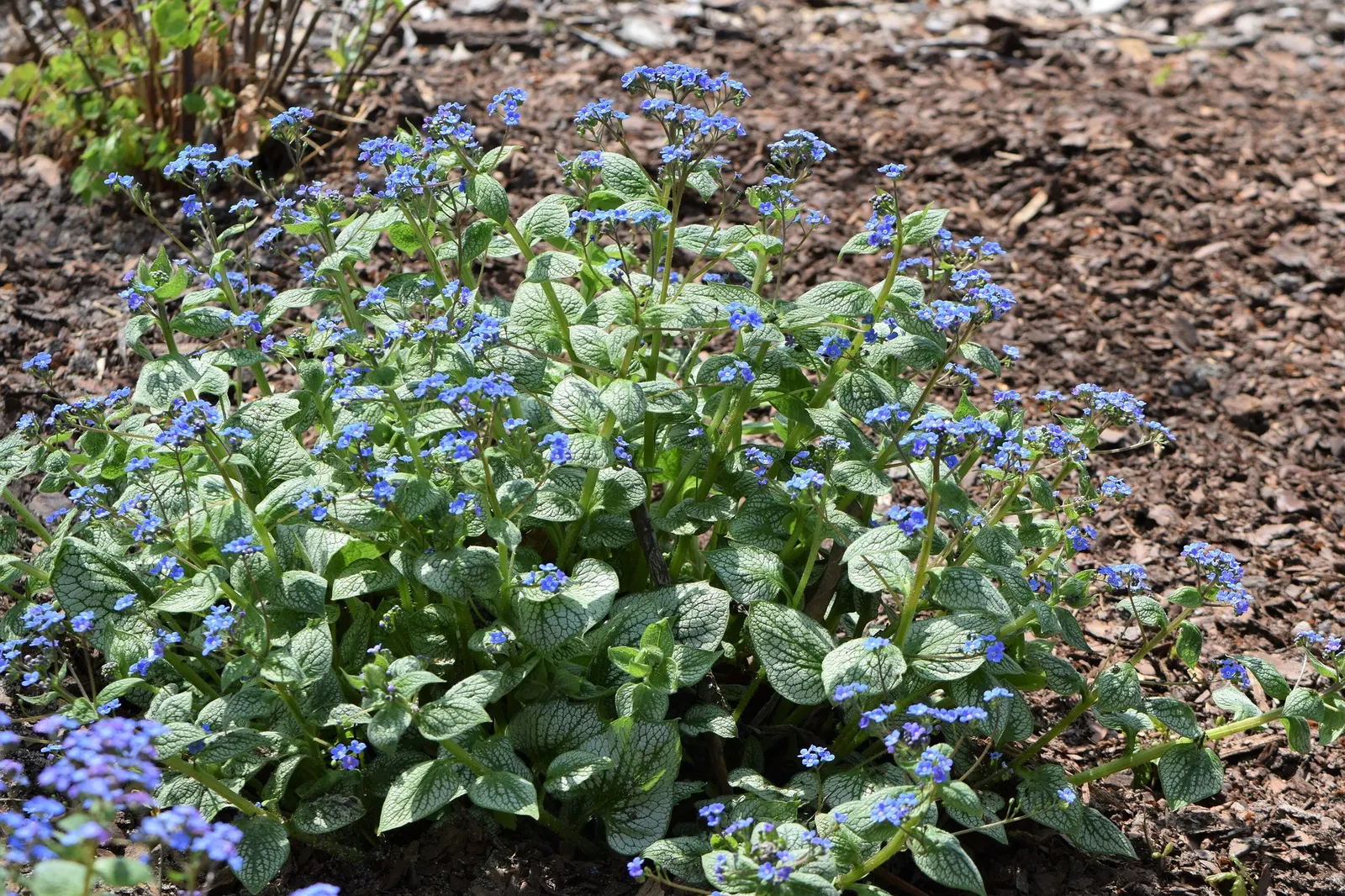 Looking Glass Bugloss (Brunnera 'Looking Glass') — ground cover / perennial with blue blooms