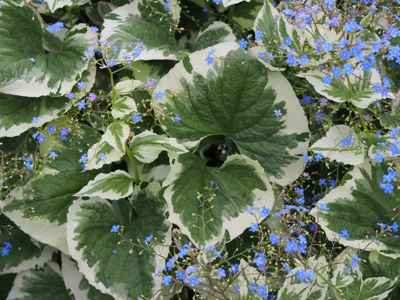 Looking Glass Bugloss (Brunnera 'Looking Glass') — sky-blue flowers which hover above the foliage on slender stems