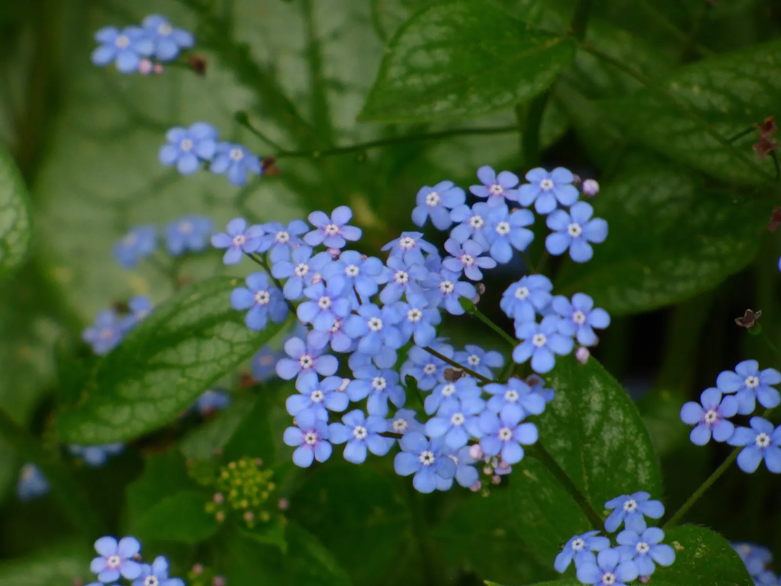 Looking Glass Bugloss (Brunnera 'Looking Glass') — well-draining soil in partial to full shade