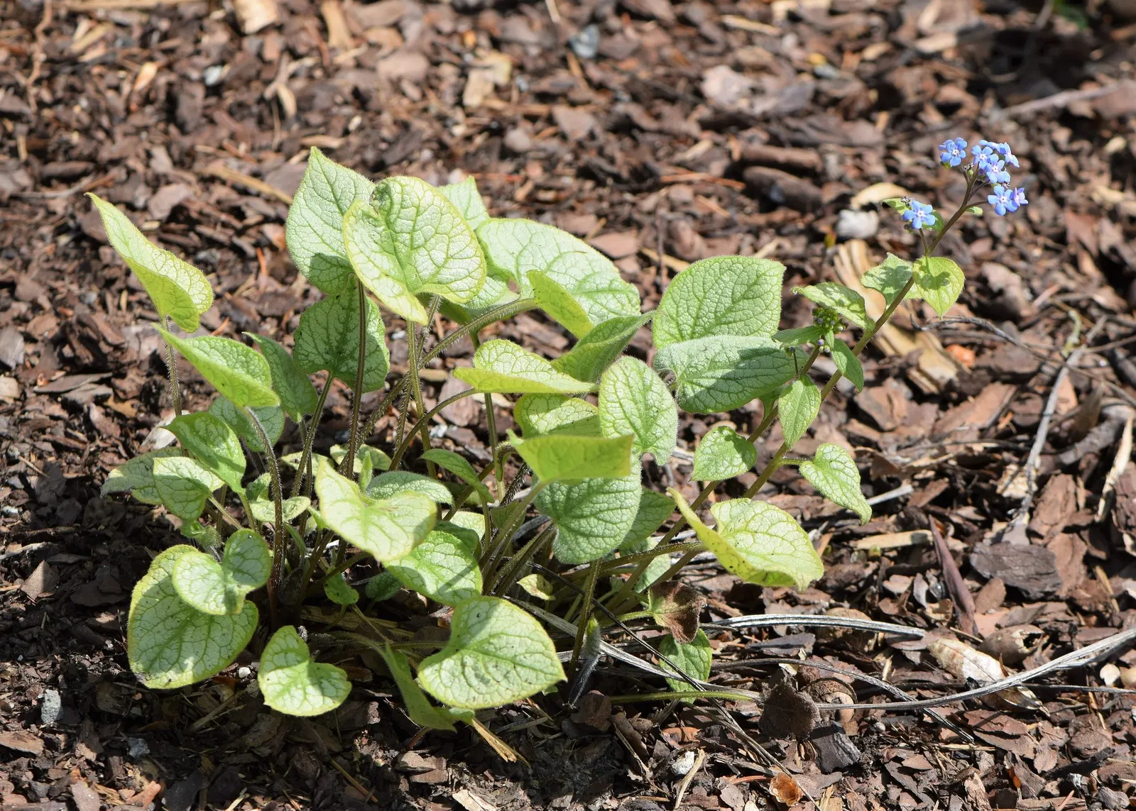 Looking Glass Bugloss (Brunnera 'Looking Glass') — forget-me-not-like blue flowers bloom in spring; ground cover / perennial with blue blooms