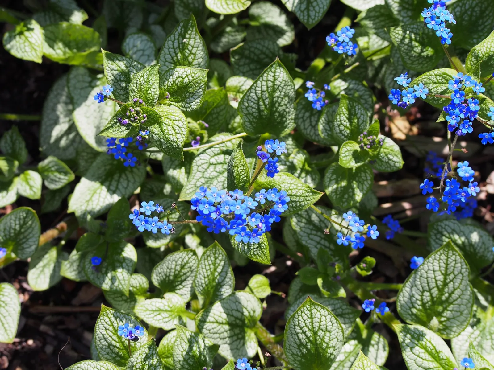 Looking Glass Bugloss (Brunnera 'Looking Glass') — The Brunnera 'Looking Glass' is hardy in USDA zones 3 through 8