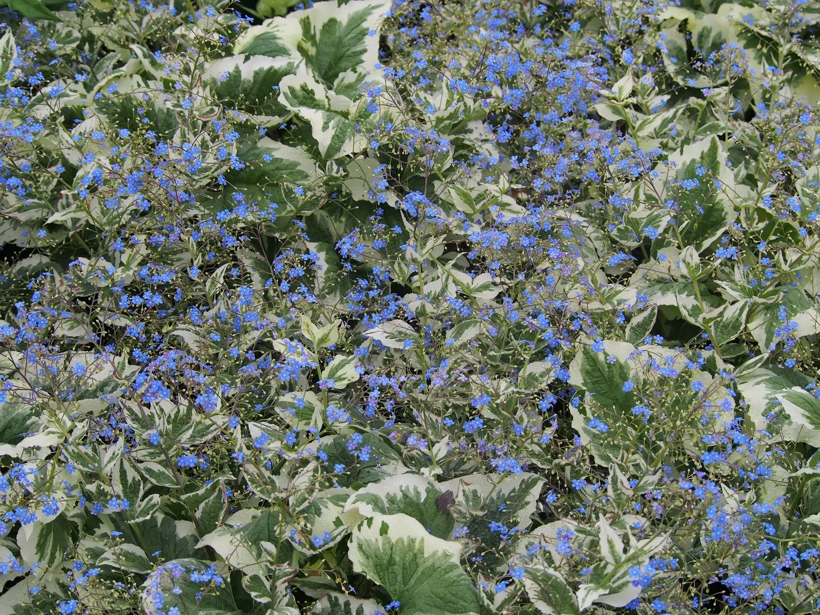 Looking Glass Bugloss (Brunnera 'Looking Glass') — blue flowers in the garden