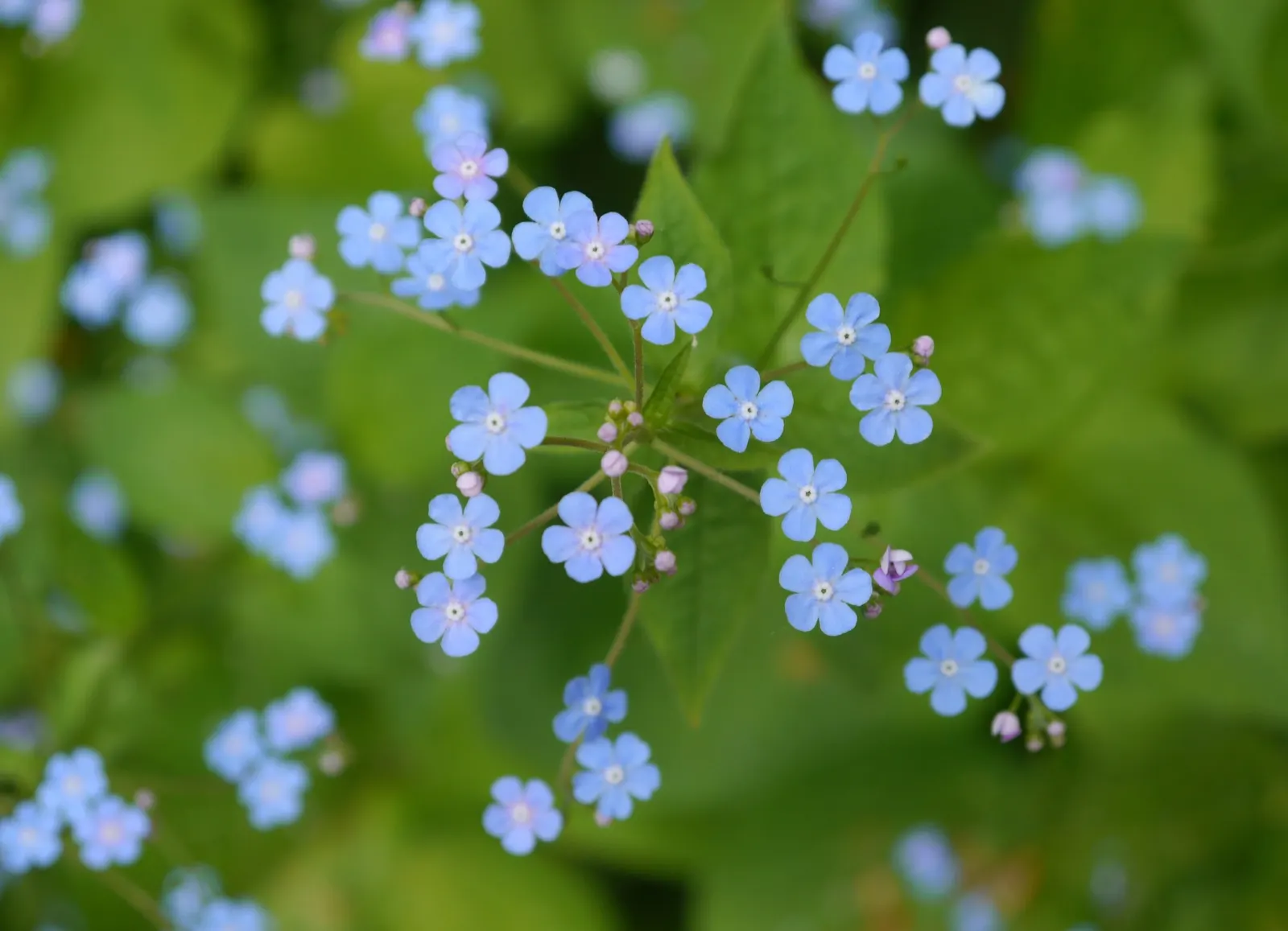 Looking Glass Bugloss (Brunnera 'Looking Glass') — it's a versatile garden component that invites a verdant and ethereal quality to the landscape