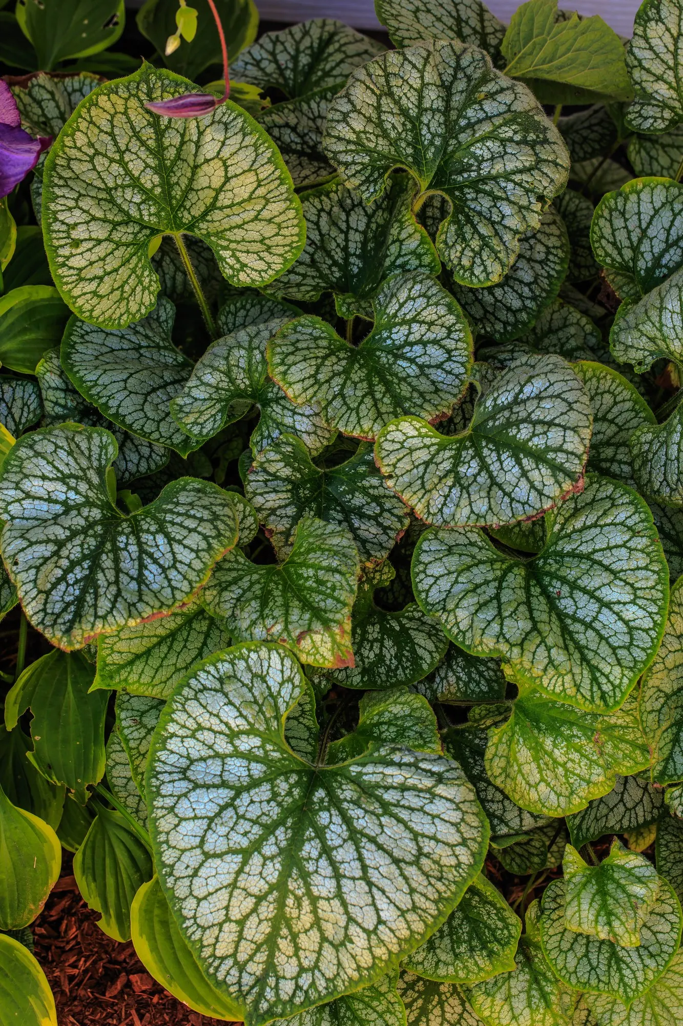 Looking Glass Bugloss (Brunnera 'Looking Glass') — known for its distinctive silvery foliage; forget-me-not-like blue flowers bloom in spring