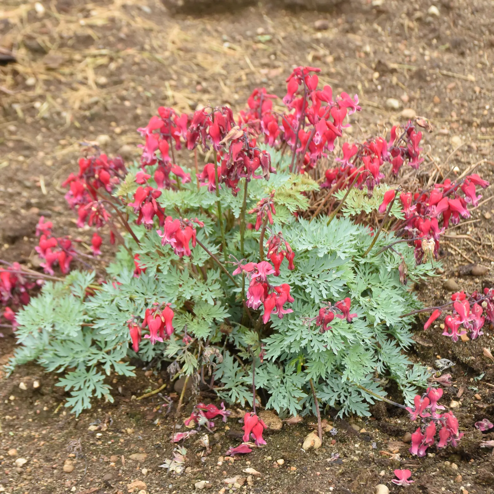 'Rubies and Diamonds' Fern-leaved Bleeding Heart (Dicentra hybrid) — It grows 12-14 inches tall and 16-18 inches wide in a tidy mound