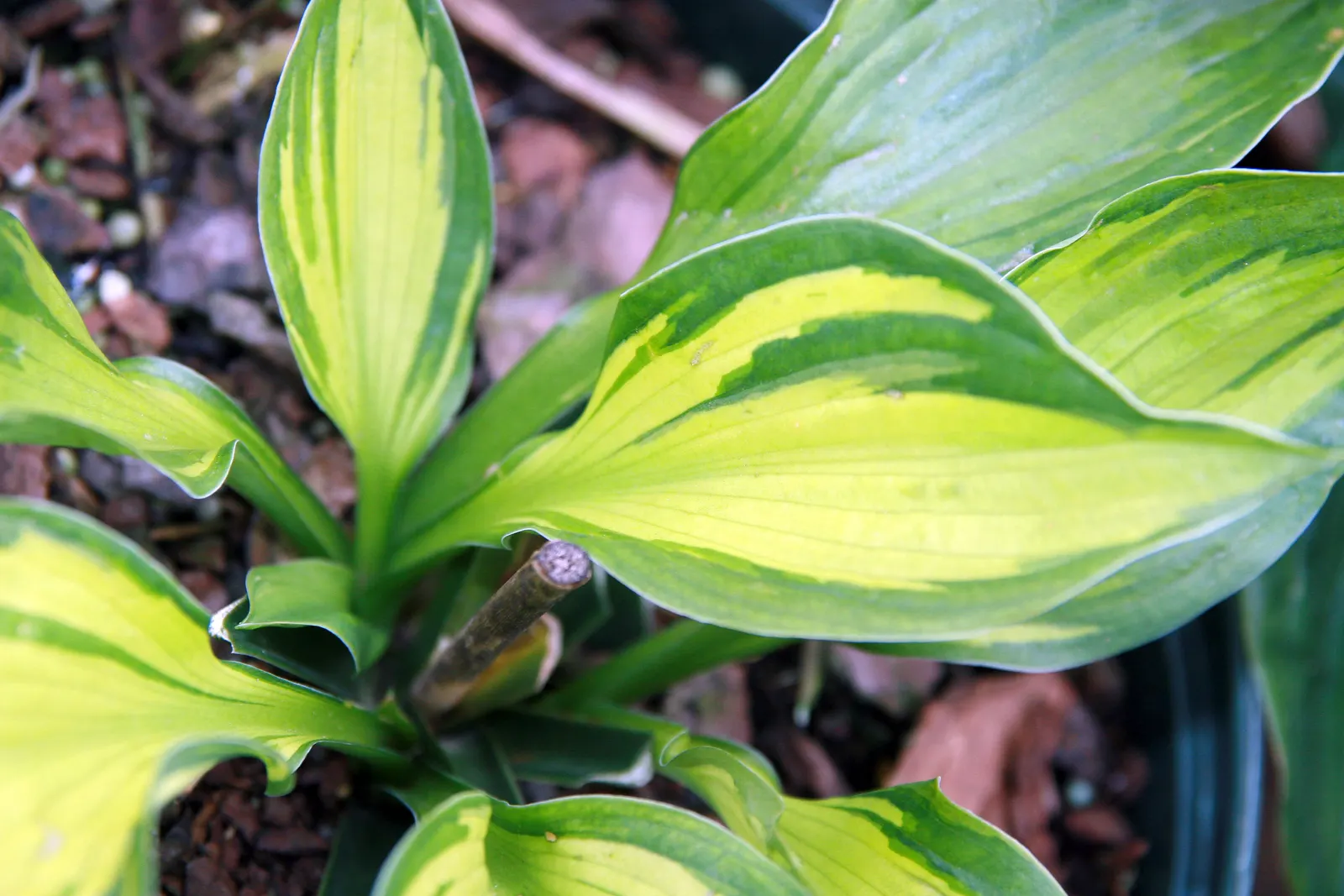 Whirlwind Hosta (Hosta 'Whirlwind') — The Whirlwind Hosta is a dynamic perennial, boasting twisted leaves with creamy centers and dark green margins