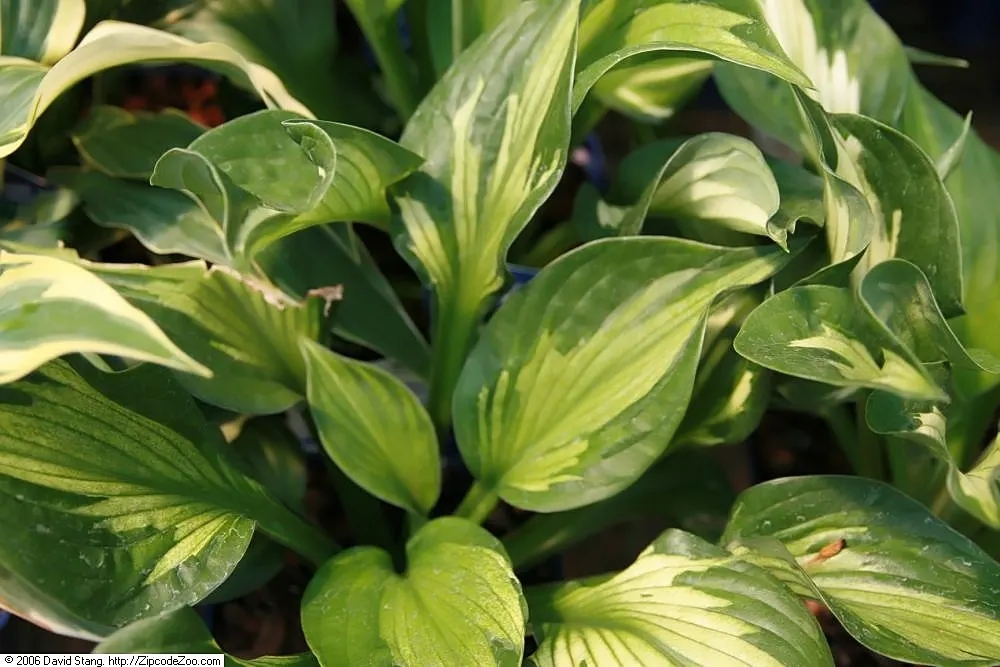 Whirlwind Hosta (Hosta 'Whirlwind') — Its striking foliage, coupled with lavender bell-shaped flowers in midsummer, provides an eye-catching display
