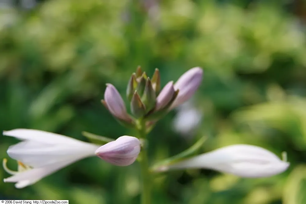 Whirlwind Hosta (Hosta 'Whirlwind') — Perfect for adding texture and contrast to woodland gardens