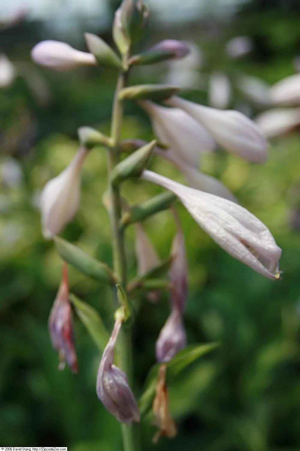 Whirlwind Hosta (Hosta 'Whirlwind') — Resilient to USDA Zones 3-9, it prefers moist, well-drained soil