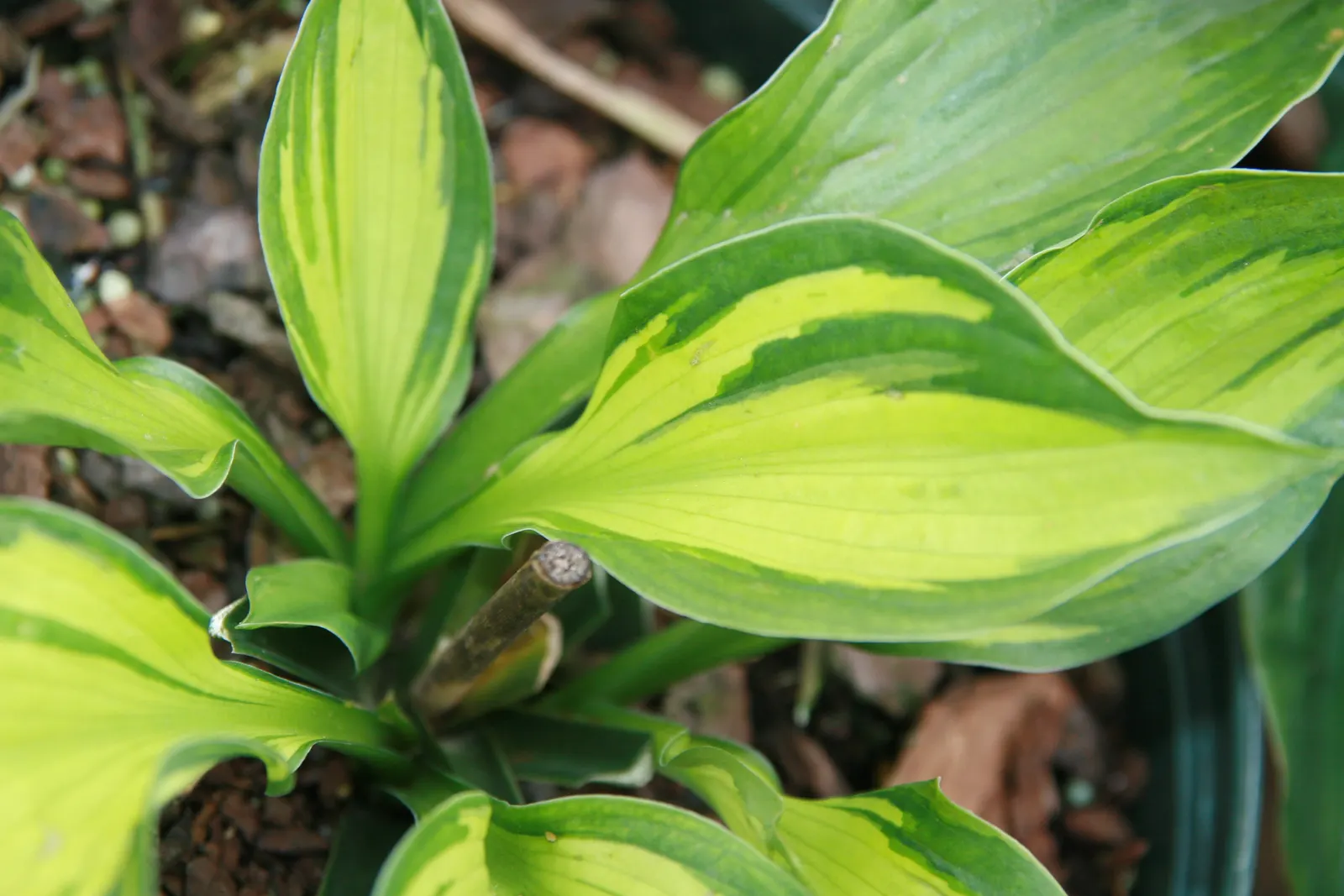 Whirlwind Hosta (Hosta 'Whirlwind') — This shade-loving specimen reaches up to 16 inches in height with a spread of 36 inches