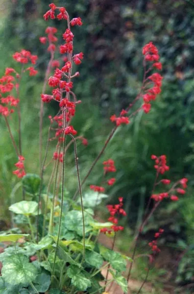 South Western Coral Bells (Heuchera Sanguinea) — coral-pink to red flowers
