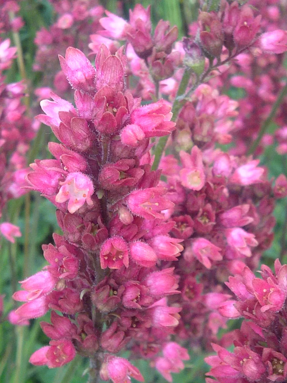 South Western Coral Bells (Heuchera Sanguinea) — It performs best in well-drained soil and tolerates drought to a degree once established