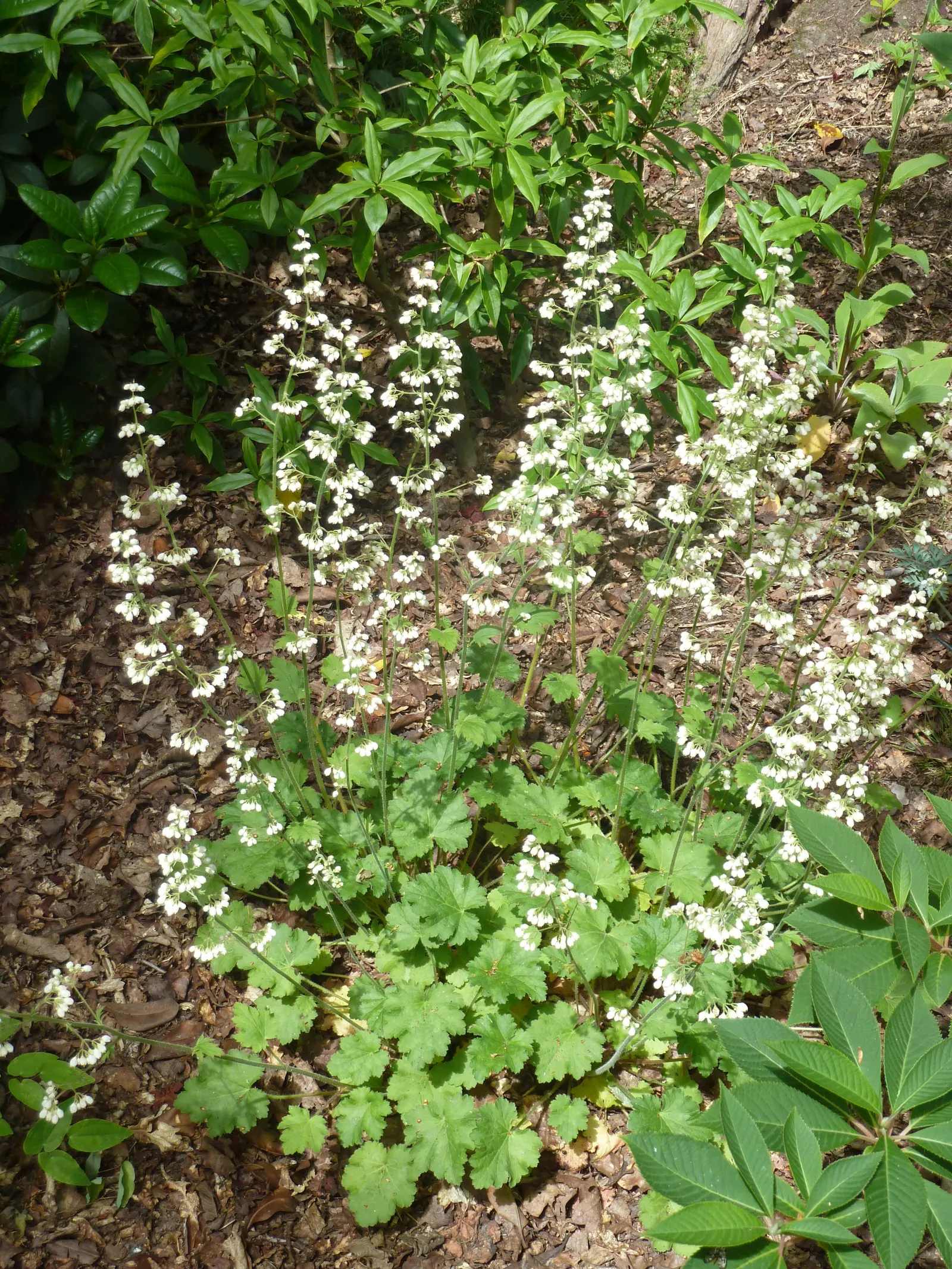South Western Coral Bells (Heuchera Sanguinea) — slender stems rise above the foliage