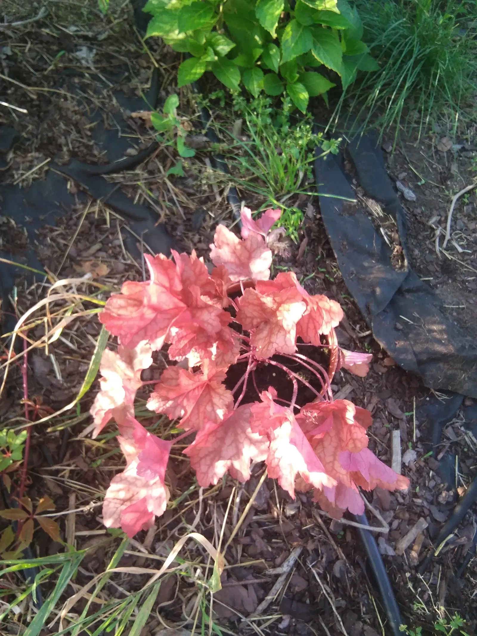 South Western Coral Bells (Heuchera Sanguinea) — coral-pink to red flowers; note that their compact size makes them an excellent choice for border fronts