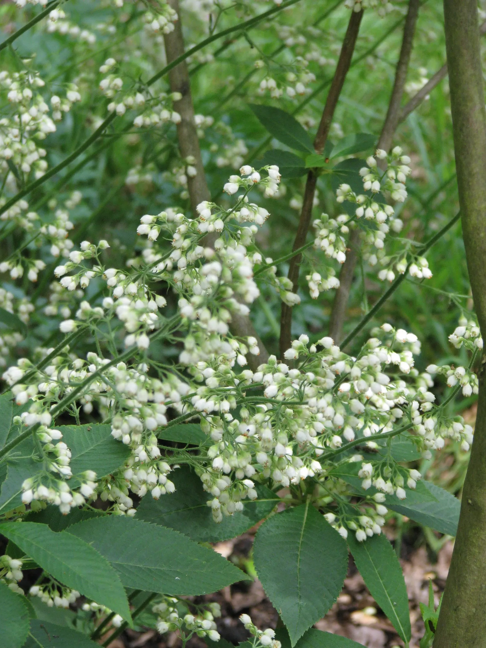 South Western Coral Bells (Heuchera Sanguinea) — the South Western Coral Bells forms a neat mounding habit