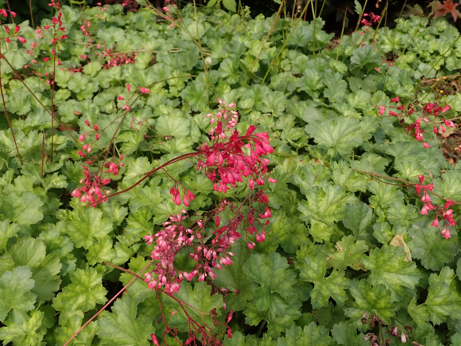 South Western Coral Bells (Heuchera Sanguinea) — They form a lush, low-growing mound of scalloped green foliage up to 12 inches wide; it performs best in