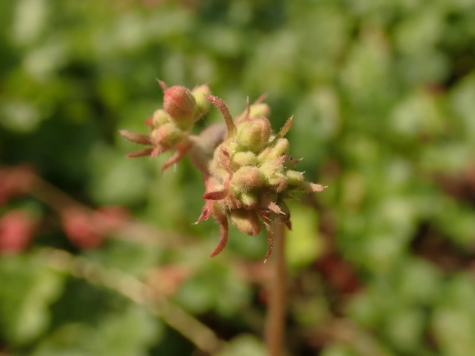 South Western Coral Bells (Heuchera Sanguinea) — Heuchera sanguinea thrives in full sun to partial shade exposure; offers an alluring splash of color and