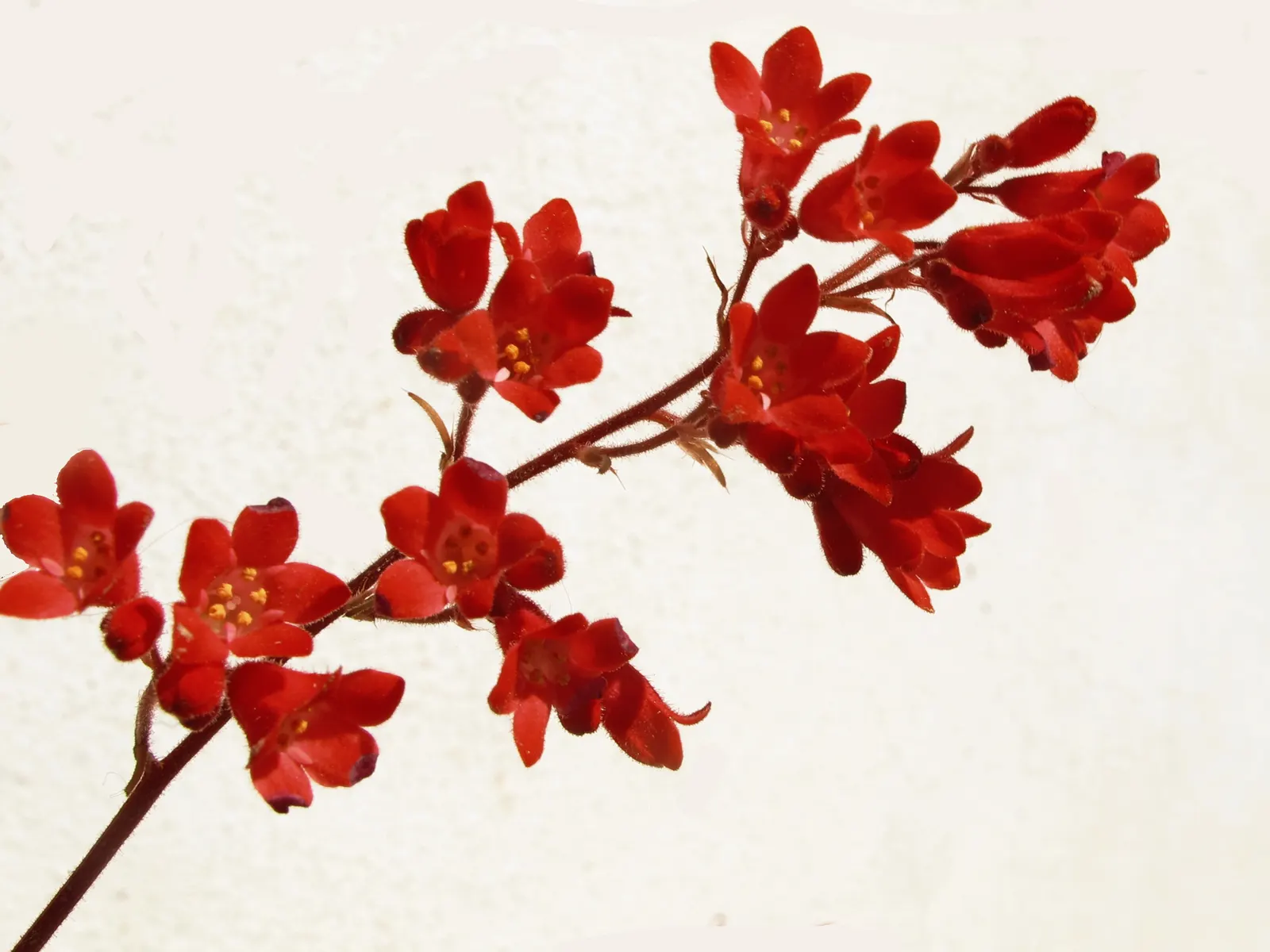 South Western Coral Bells (Heuchera Sanguinea) — This herbaceous perennial is especially treasured for its vibrant foliage and delicate bell-shaped flowers