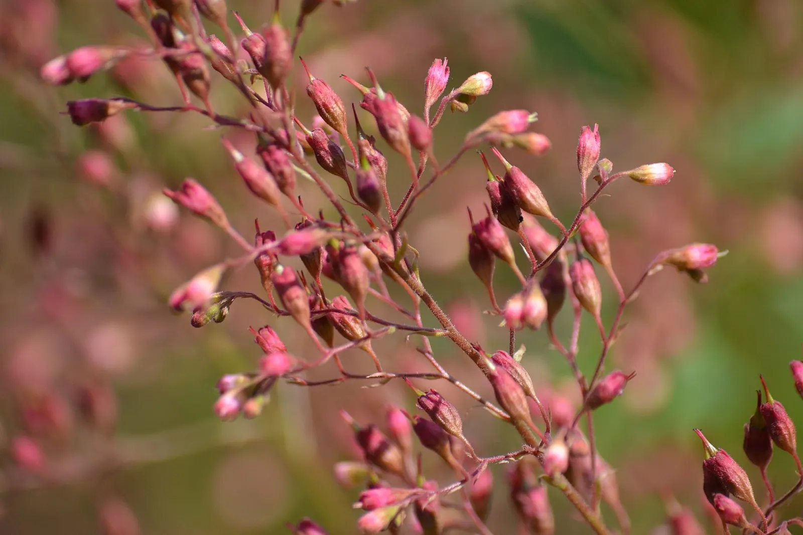 South Western Coral Bells (Heuchera Sanguinea) — pink and red flowers in the garden