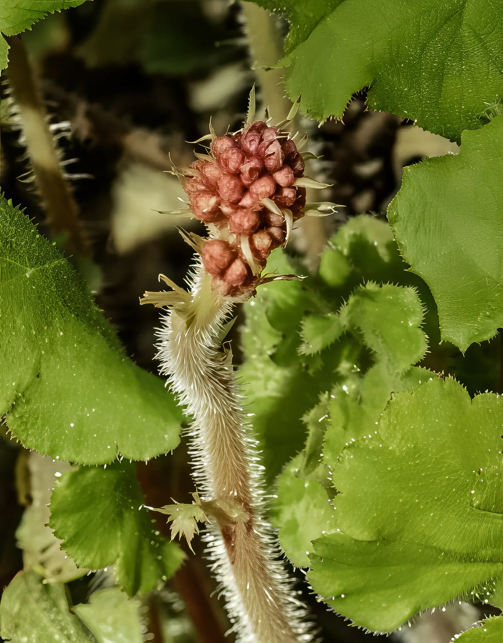 South Western Coral Bells (Heuchera Sanguinea) — They form a lush, low-growing mound of scalloped green foliage up to 12 inches wide