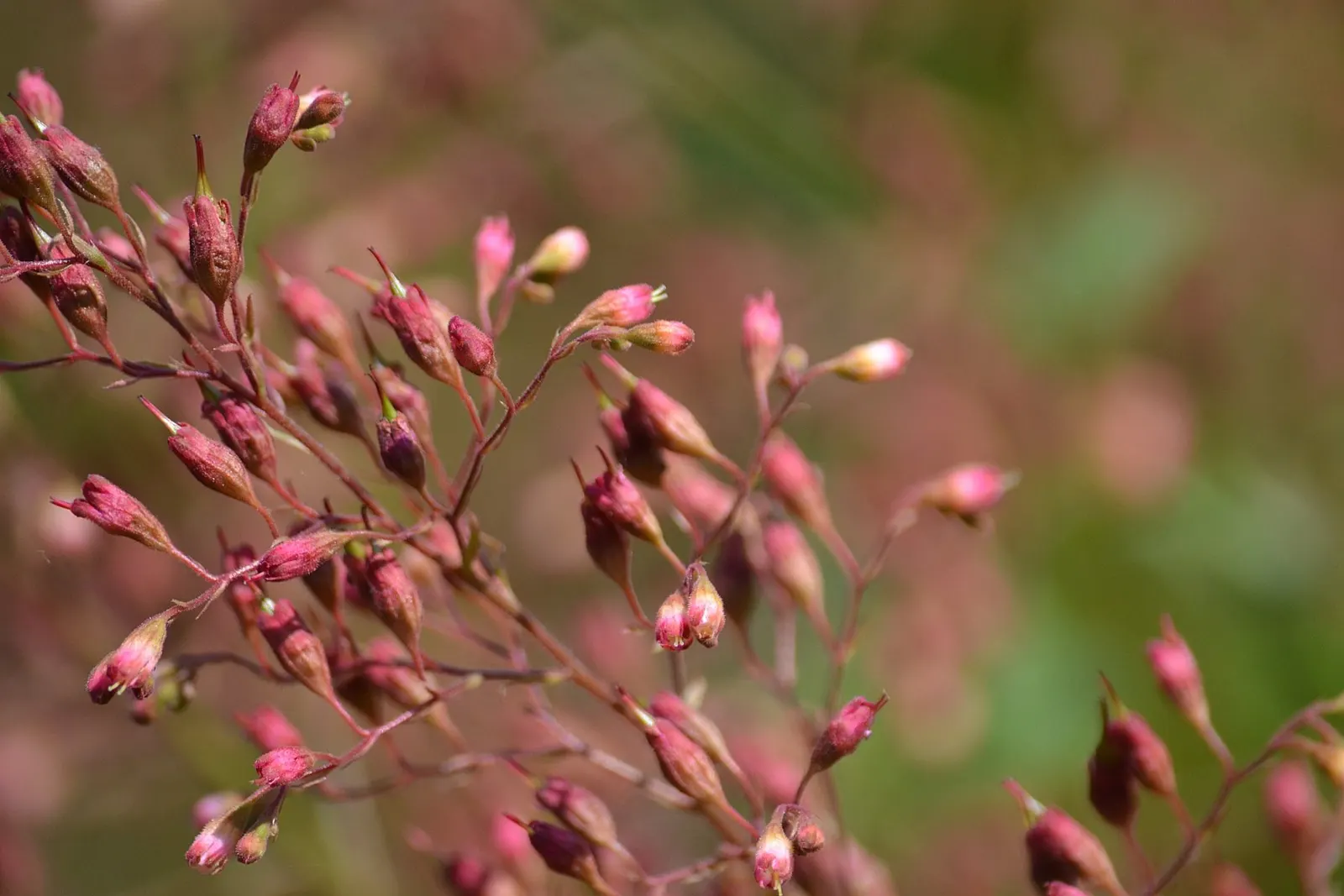 South Western Coral Bells (Heuchera Sanguinea) — red flowers rising up to 18 inches tall; the South Western Coral Bells forms a neat mounding habit