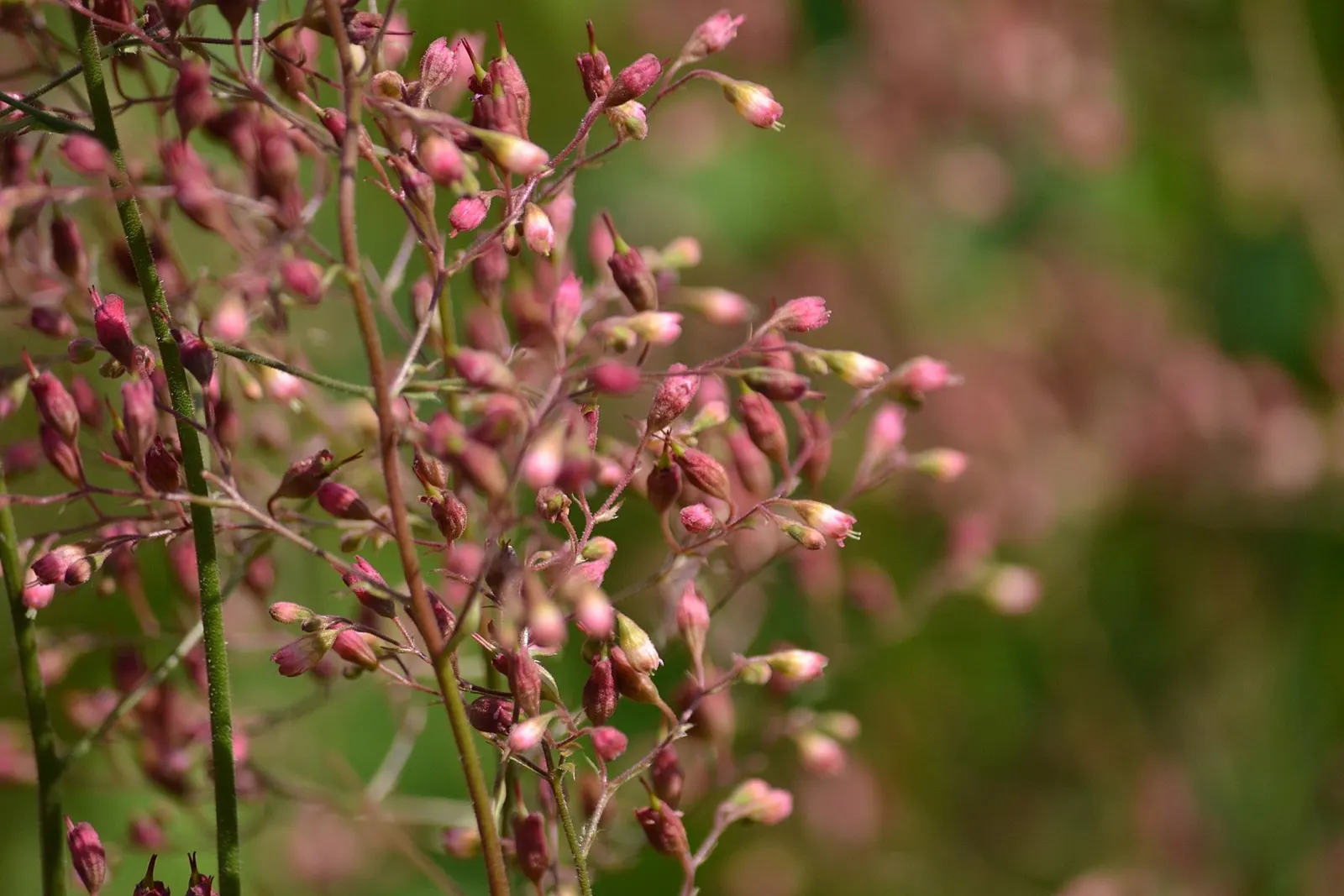 South Western Coral Bells (Heuchera Sanguinea) — and as an understory plant in woodland settings