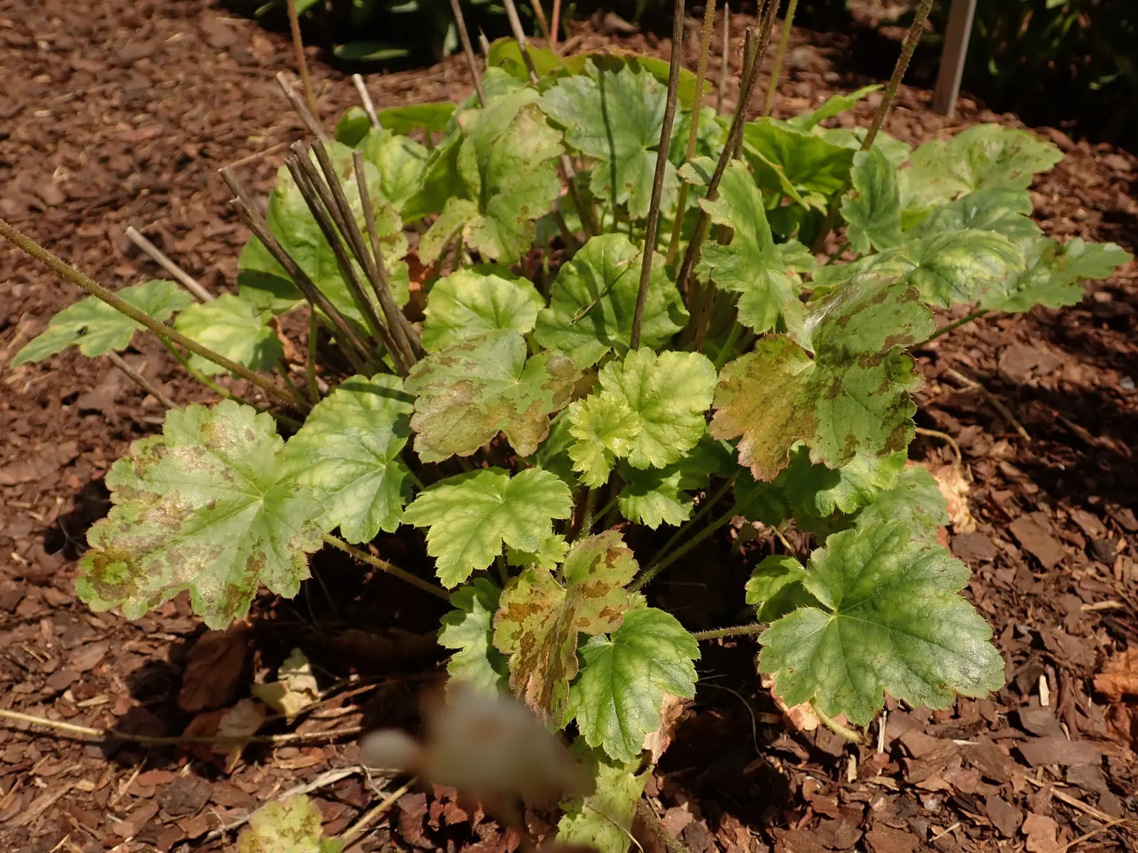 South Western Coral Bells (Heuchera Sanguinea) — For optimal display and health