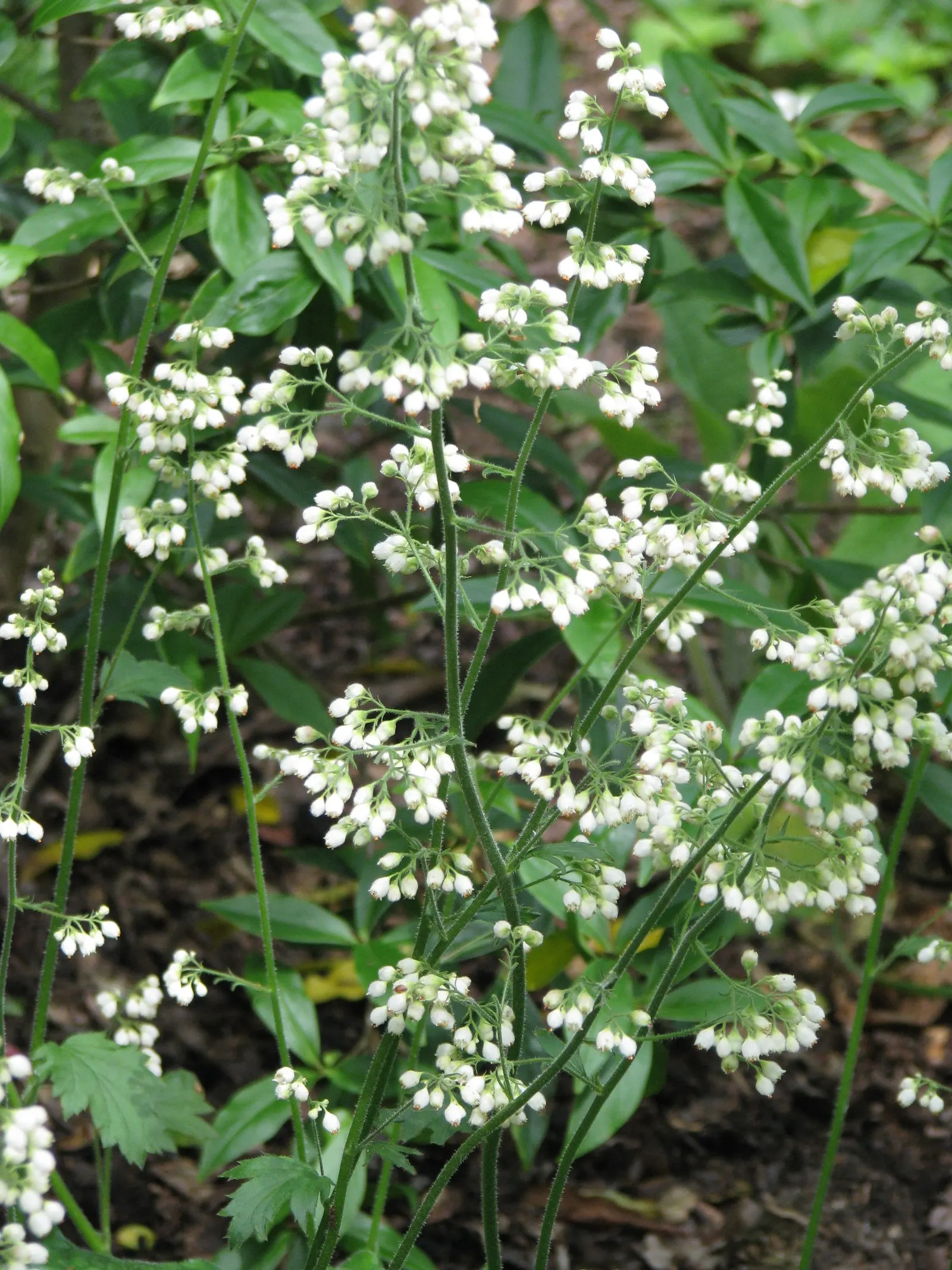 South Western Coral Bells (Heuchera Sanguinea) — red flowers rising up to 18 inches tall