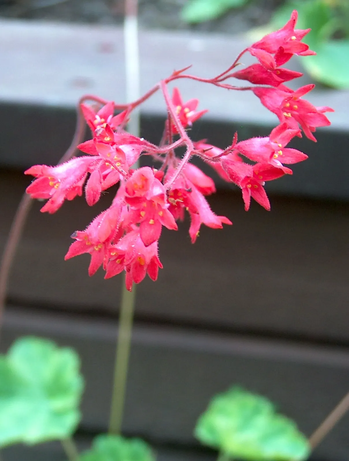 South Western Coral Bells (Heuchera Sanguinea) — ground cover / perennial with pink and red blooms