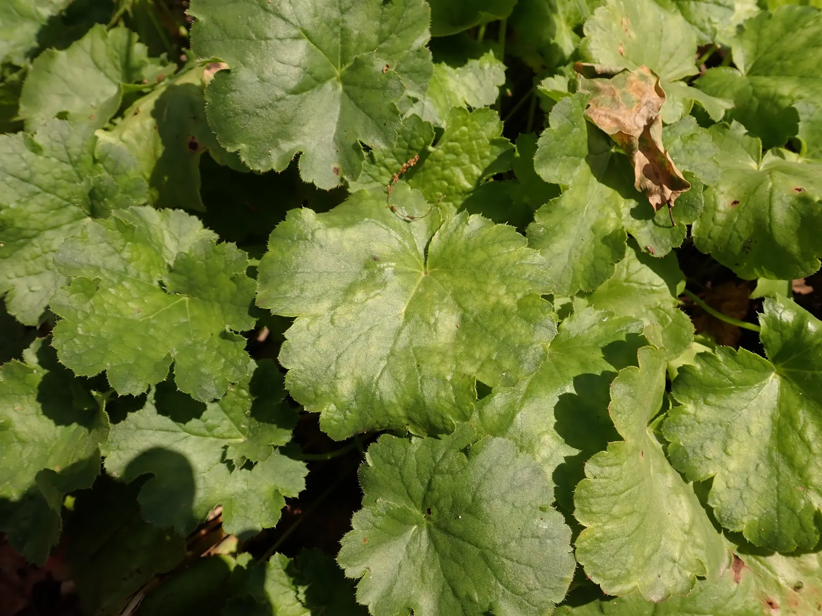 South Western Coral Bells (Heuchera Sanguinea) — offers an alluring splash of color and texture that enlivens the garden landscape; ground cover / perennial