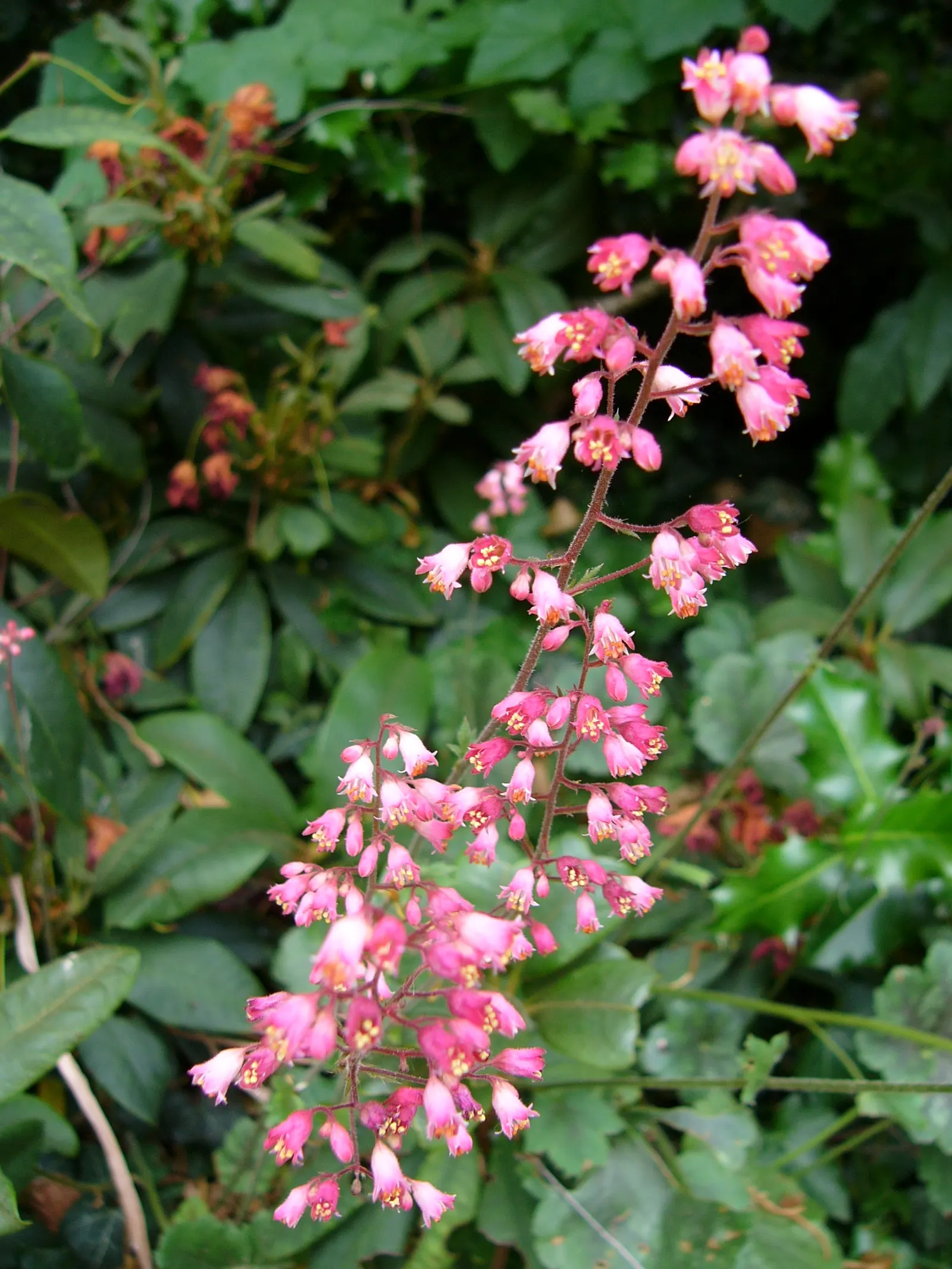 South Western Coral Bells (Heuchera Sanguinea) — the South Western Coral Bells forms a neat mounding habit; for optimal display and health
