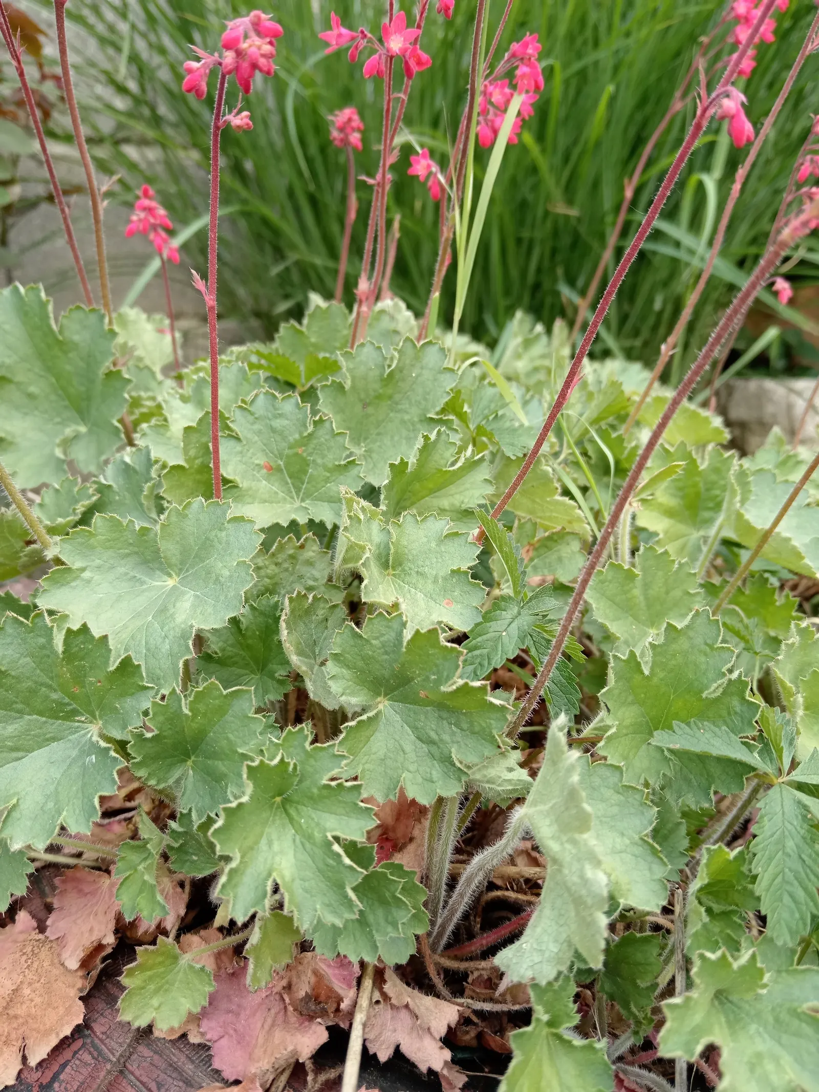 South Western Coral Bells (Heuchera Sanguinea) — Their vibrant flowers charm hummingbirds and are ideal for border fronts, image 32